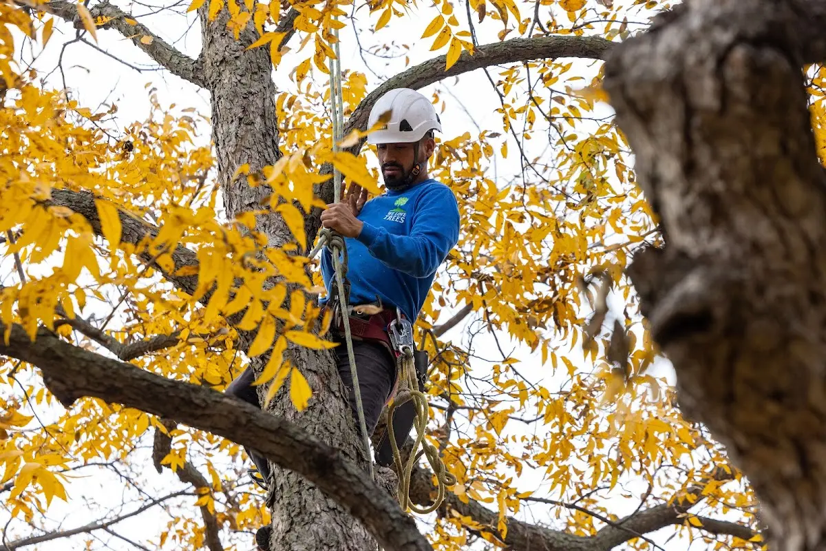 Skilled Tree Trimming crew working in Northport